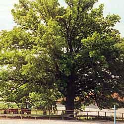 Mainardi